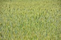 Unripe wheat field, crop field Royalty Free Stock Photo