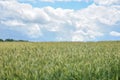 Unripe wheat field, crop field Royalty Free Stock Photo