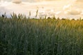 Unripe wheat field Royalty Free Stock Photo