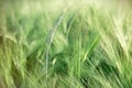 Unripe wheat, green wheat field good harvest is expected Royalty Free Stock Photo