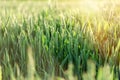 Unripe wheat green wheat field - green wheat field Royalty Free Stock Photo