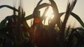 Unripe wheat harvest growing field on sunset closeup. Sunbeams on cereal foliage Royalty Free Stock Photo