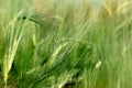 Unripe wheat wheat field - green wheat field , agricultural field Royalty Free Stock Photo