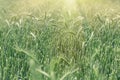 Unripe wheat wheat field - green wheat field, agricultural field Royalty Free Stock Photo