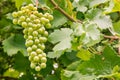 Unripe white grapes growing on vine Royalty Free Stock Photo