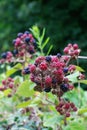 Unripe wild blackberries in summer