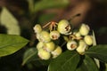 Unripe wild blueberries growing outdoors, closeup. Seasonal berries