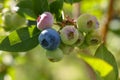 Unripe wild blueberries growing outdoors on sunny day, closeup. Seasonal berries