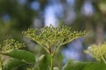 Unripe wild elderberries, wild elderberry sheep