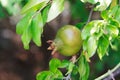 Unripe wild green pomegranate on a tree on a sunny day Royalty Free Stock Photo