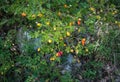 Unripe wild rose bush