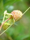 Unripe wild strawberry in forest on morning