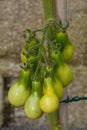 Unripe Yellow Pear Tomatoes on Vine Royalty Free Stock Photo