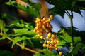 Unripe viburnum berries closeup