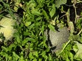 Unripe young melon plants in vegetable garden