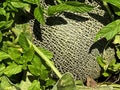 Unripe young melon plants in vegetable garden