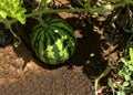 Unripe young watermelon plant in vegetable garden