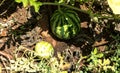 Unripe young watermelon plants in vegetable garden