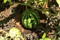 Unripe young watermelon plants in vegetable garden