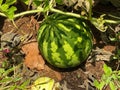 Unripe young watermelon plants in vegetable garden