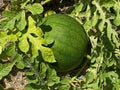 Unripe young watermelon plants in vegetable garden