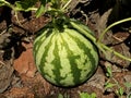 Unripe young watermelon plants in vegetable garden