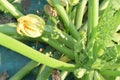 Unripe zucchini
