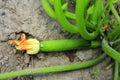 Unripe zucchini on the ground