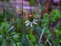 Unriped dandelion closeup Royalty Free Stock Photo