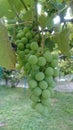 Unriped green grapes - autumn harvest in the Vineyard Royalty Free Stock Photo