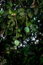 Unriped green mango hanging to the mango tree with bokeh background. Used selective focus Royalty Free Stock Photo