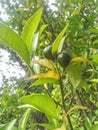 Unriped green orange fruit Royalty Free Stock Photo