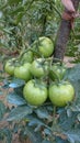 Unriped green tomatoes hanging on the mother plant in the vegetables garden Royalty Free Stock Photo