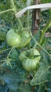 Unriped green tomatoes hanging on the mother plant in the vegetables garden Royalty Free Stock Photo