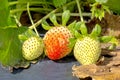 Unriped Strawberries On A Crops Row