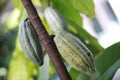 Unripened Cocoa Pods Royalty Free Stock Photo