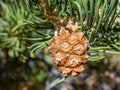 Unripe Pinyon Pine Cone Royalty Free Stock Photo