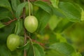 Unripened plum in the spring.