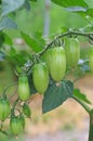 Unripened tomatoes Royalty Free Stock Photo