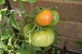 Unripened tomatoes growing Royalty Free Stock Photo