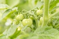 Unripened Tomatoes Royalty Free Stock Photo