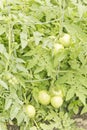 Unripened Tomatoes Royalty Free Stock Photo