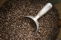 Unroasted light brown coffee beans, full barrel, metal scooper