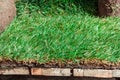 Unrolled green roll of lawn