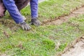 Unrolling grass, applying turf rolls for a new lawn Royalty Free Stock Photo