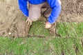 Unrolling grass, applying turf rolls for a new lawn Royalty Free Stock Photo