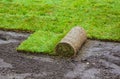 Unrolling laying sod for new garden lawn Royalty Free Stock Photo