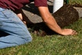 Unrolling rolls of sod in a yard Royalty Free Stock Photo