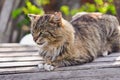 Unruffled cat sitting and stern looking