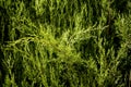 Unruly cypress branches in a hedge